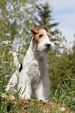 FOX TERRIER 210